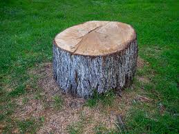 Best Tree Risk Assessment  in Carrollton, IL