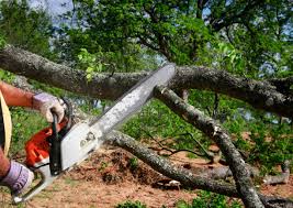  Carrollton, IL Tree Removal Pros