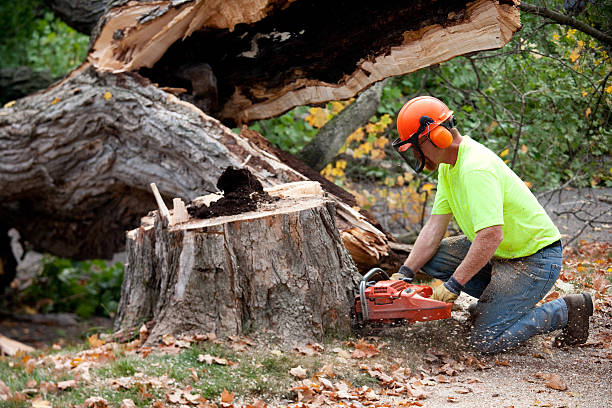 Professional Tree Removal in Carrollton, IL