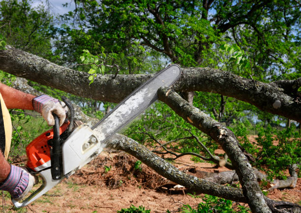 How Our Tree Care Process Works  in  Carrollton, IL